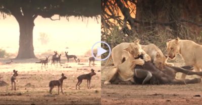 Video: Trâu rừng xả thân cứu bầy chó hoang non