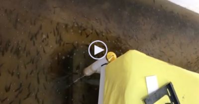 Video: Bầy cá lóc ‘chiếm’ phòng người đẹp