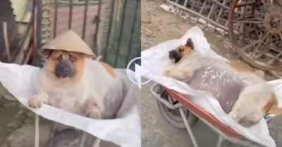 Video: Chú chó béo phì di chuyển không nổi, chủ nhân đưa đi dạo bằng xe rùa