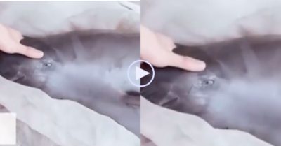 Video: Cá heo không vây chảy nước mắt khi bị mang đi bán để lấy thịt ở chợ