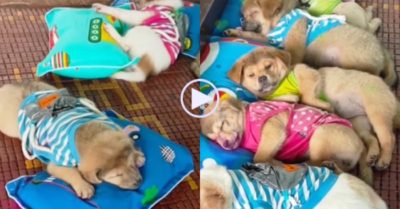 Video: Khi những chú chó cưng có cô chủ làm nghề giáo viên mầm non