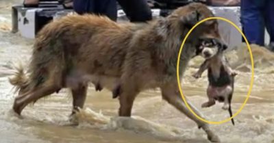 Xúc động những hình ảnh chó mẹ ngoạm chó con chạy lũ