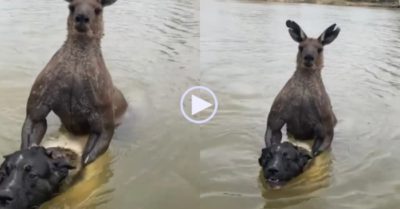 Video: Thấy chó cưng bị ‘kẻ lạ’ sắp dìm chết dưới sông, người đàn ông liều mạng lao tới cứu