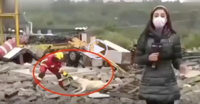 Video: Cún giằng co với lính cứu hộ trên sóng truyền hình