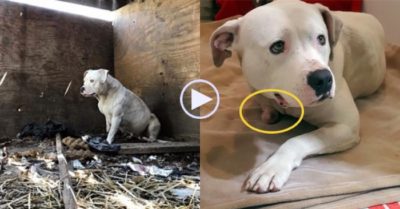 Video: Xót xa chú chó tự cắn cụt chân để giải thoát sau 5 năm bị nhốt trong ngôi nhà hoang