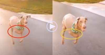 Video: Chú chó bị cụt 2 chân với nghị lực sống phi thường