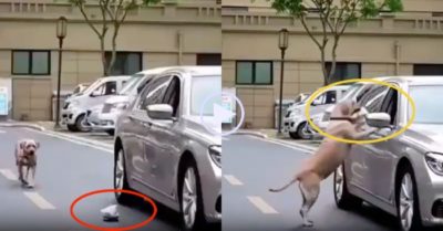 Video: Chú chó nhặt rác trả lại tài xế ôtô