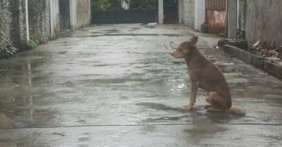 Chủ bán nhà đi chỗ khác, chú chó vẫn ngồi đợi chủ nhân quay về đón bất kể nắng mưa