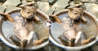 Video: Cún nằm ngâm mình thư giãn trong chậu nước
