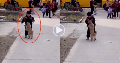 Video: Chú chó nhỏ phấn khích khi đi đón cậu chủ tan học