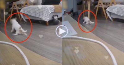 Video: Cún con dị tật ở chân lết ra cửa mừng đón cô chủ về nhà