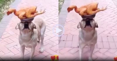 Video: Chú chó giữ gà luộc trên đầu rồi di chuyển