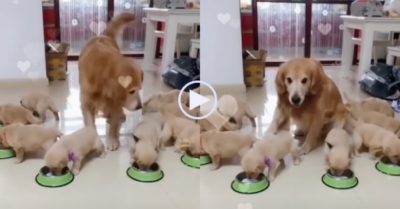 Video: Chó mẹ gâu đần tất bật với bầy con đông đúc