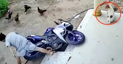 Video: Chó giật mình, đàn gà bỏ chạy vì cậu chủ dắt xe hậu đậu