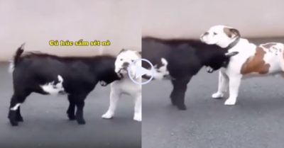 Video: Dê con dùng cặp sừng mới nhú ra sức thị uy sức mạnh với cún