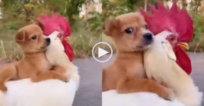 Video: Gà trống kiên nhẫn để cún con cưỡi trên lưng khi đi chơi