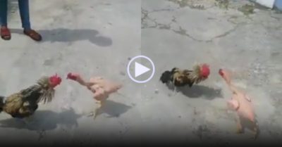 Video: Gà trống không lông đánh nhau với đối thủ có lông