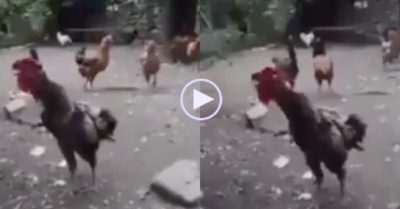 Video: Gà trống gáy như sư tử rống khiến cả đàn ngơ ngác