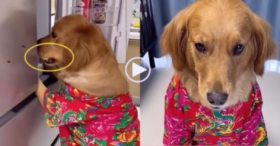 Video: Gâu đần mở tủ lạnh ăn vụng bị chủ bắt gặp và biểu cảm hài hước