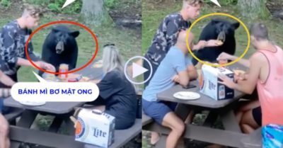 Video: Gấu đen hoang dã lang thang tìm đến chỗ cắm trại xin ăn