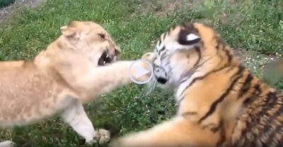 Video: Sư tử và hổ đấu võ theo hình thức ‘vuốt má nhau’