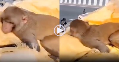 Video: Khỉ rơi nước mắt, ôm chặt lấy thi thể của ân nhân trong đám tang