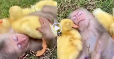 Video: Khỉ chăm sóc vỗ về ru vịt con ngủ