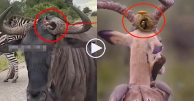 Video: Những con chim làm tổ trên đầu linh dương