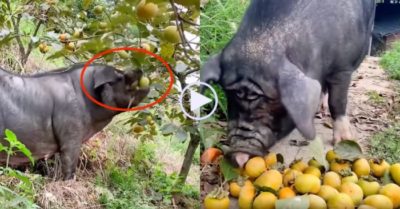 Video: Con lợn béo vào vườn hồng đánh chén ngon lành