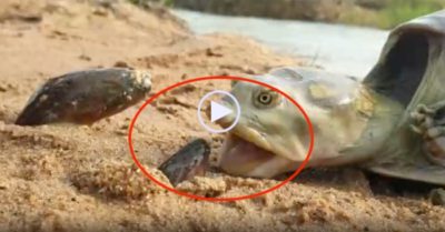 Video: Lươn thò lên thụt xuống trêu ngươi rùa ‘khủng’