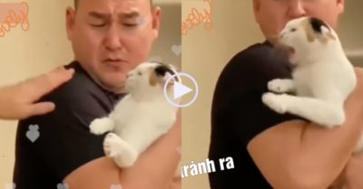 Video: Mèo cưng nổi giận bảo vệ khi thấy ông chủ bị người khác bắt nạt