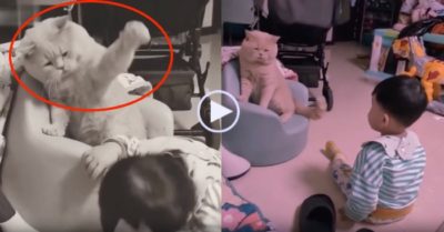 Video: Mèo ú ‘tung cước’ cậu chủ để độc chiếm chỗ ngồi