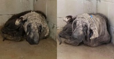 Phát hiện ‘quái vật’ nằm yên một góc với ánh mắt buồn bã và màn thay đổi ngoạn mục