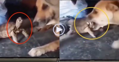 Video: Chú chó điên tiết vì bị rùa gây sự
