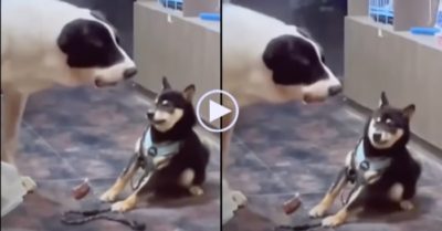 Video: Chó đen hứng trọn cơn mưa ‘nước miếng’ vì trót lỡ hẹn