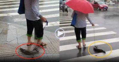 Video: Cụ ông dắt ‘thú cưng’ cá trê đi phố