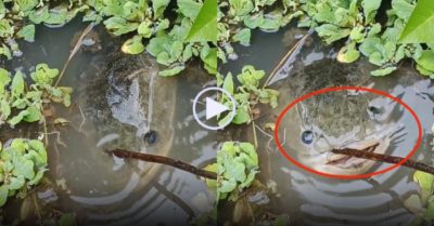 Video: Cô gái ngồi bên bờ ao gọi thú cưng cá lóc ‘khủng’ lên trò chuyện