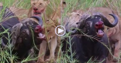 Video: Trâu rừng bị bầy sư tử hạ gục, rống lên trong đau đớn gọi đồng loại đến cứu