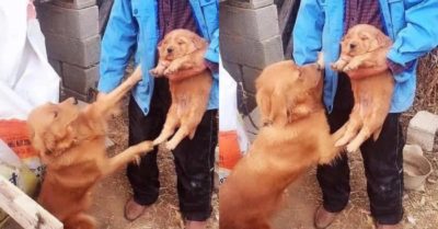 Thấy chủ mang con đi bán, chó mẹ liên tục rên như muốn nói: ‘Xin đừng mang cún con đi, xin đừng bán…’