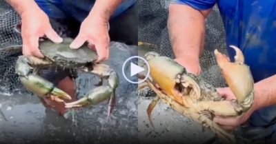 Video: Người đàn ông bắt được cua biển khủng 1,7 kg