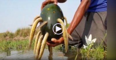 Video: Trúng đậm khi bẫy lươn bằng dưa hấu