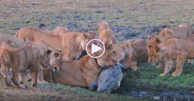 Video: Bầy sư tử cái mạo hiểm lấy mạng cá sấu để nuôi con