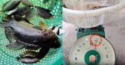 Video: Sung sướng vì giăng lưới được cá rô 600 gram
