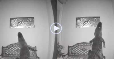 Video: Nhận được cảnh báo, người đàn ông xem camera thì thấy cá sấu cố ‘trộm’ bức tranh treo tường