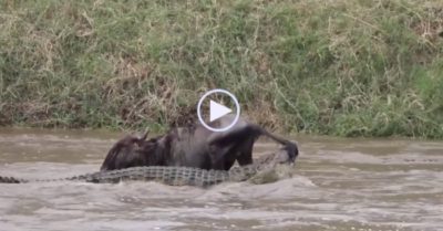 Video: Linh dương đầu bò bị cá sấu cắn đuôi kéo xuống sông và màn giằng co kịch tính