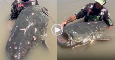 Video: Cần thủ vật lộn 45 phút mới giữ được ‘thuỷ quái’ 150 kg trên tay