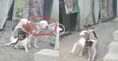 Video: Chó cắn đứt dây giải thoát cho bạn để cùng đi chơi