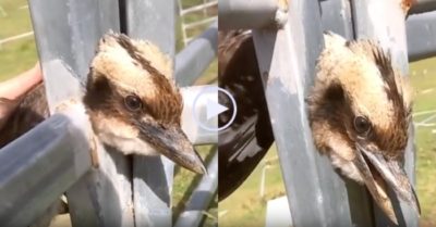 Video: Màn giải cứu chim bị mắc kẹt cổ vào hàng rào đầy khó hiểu