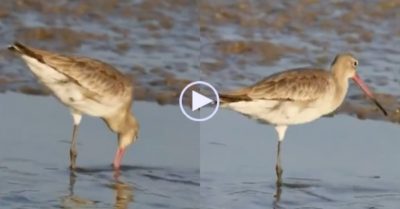 Video: Chim cụt một chân vẫn sống sót nhờ nghị lực phi thường