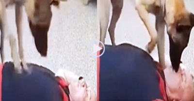 Video: Chú chó làm hô hấp nhân tạo ‘cứu sống’ ông chủ